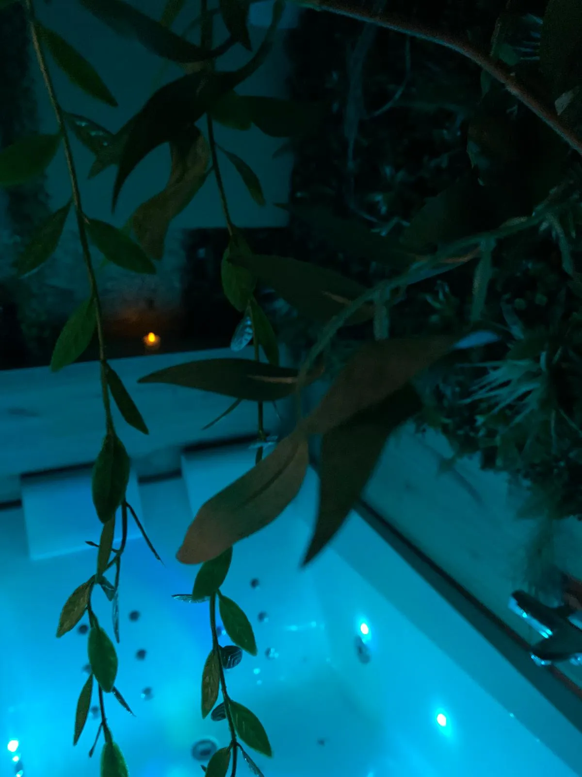 Appartement Jungle Balnéo à Altkirch, photo 4