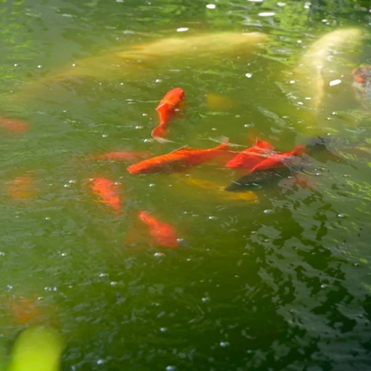 Le Ryokan à Annecy, photo 4