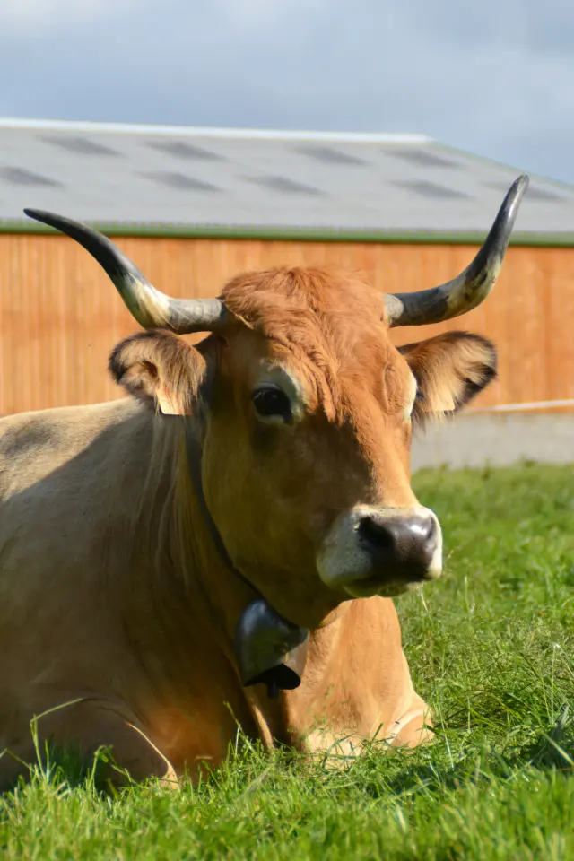 Le Nid de l'Écureuil à Gommenec'h, photo 6