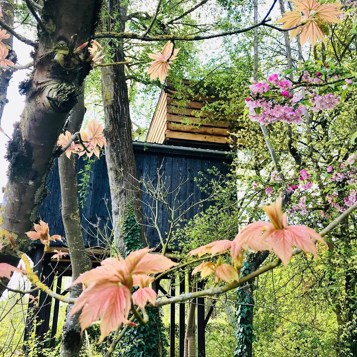 Cabane Pinot Noir à Nanteuil-la-Forêt, photo 2