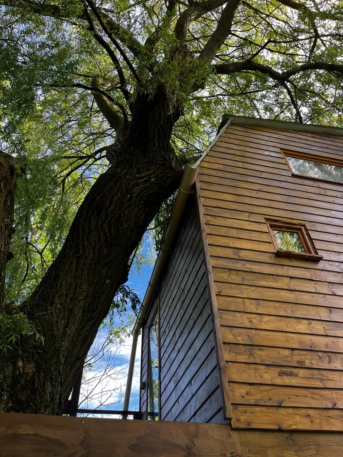 Dans un arbre perché à Vadencourt, photo 3