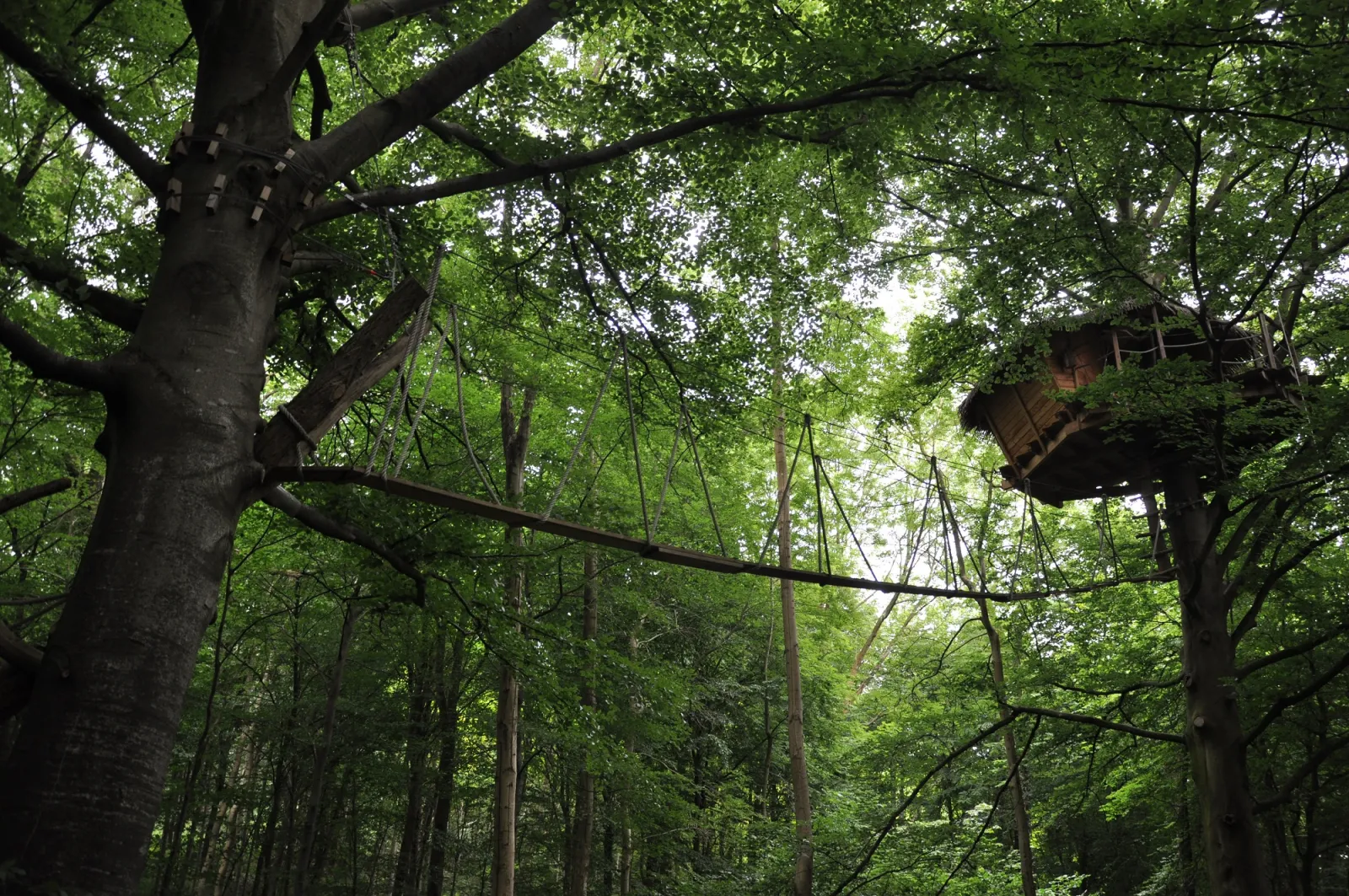 Cabane Berceau à Saint-Germain-des-Essourts, photo 7