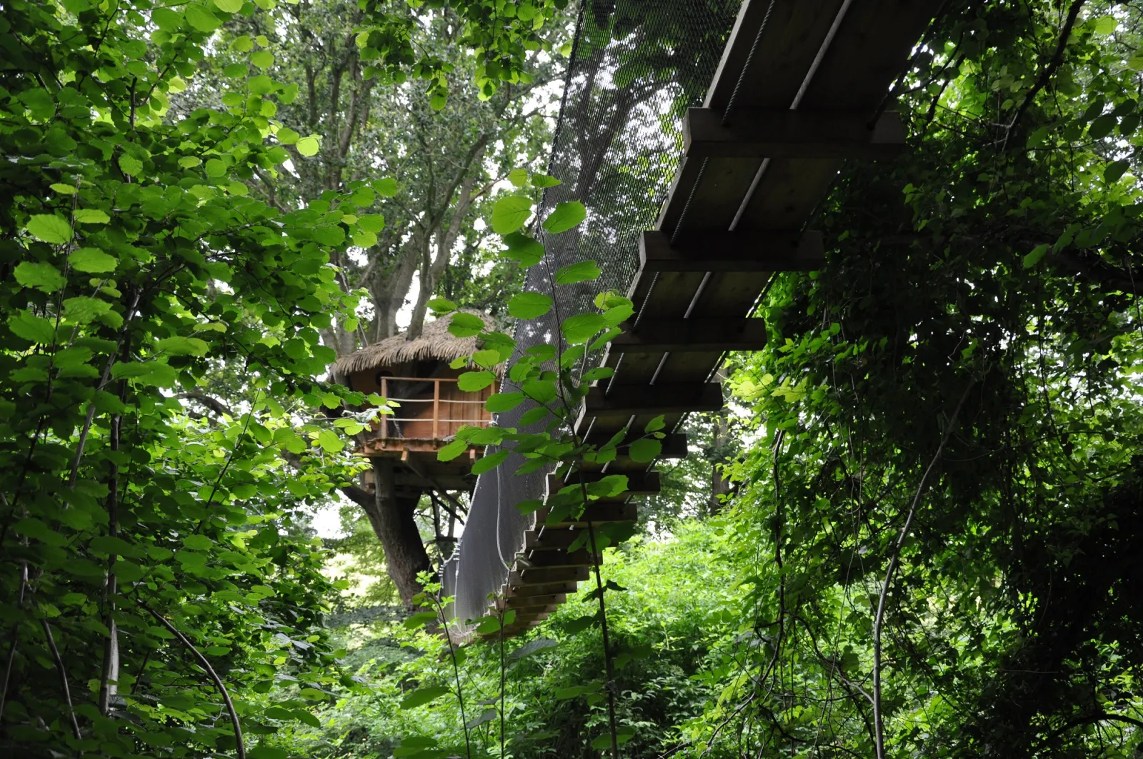 Cabane du Vieux Chêne à Saint-Germain-des-Essourts, photo 7