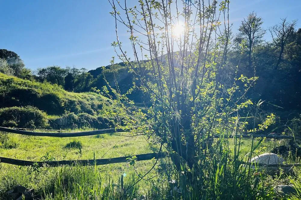 La Petite Cabane Corse à Olivese, photo 7