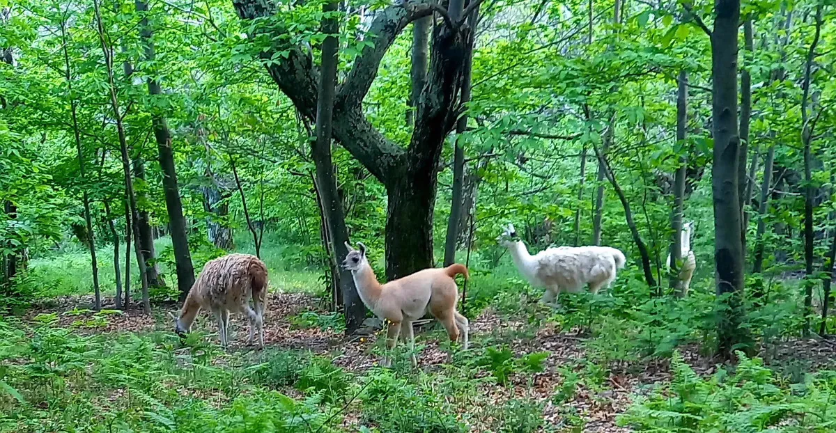 La roulotte des Lamas à Rocles, photo 7