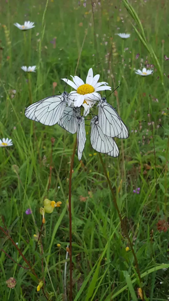 La Yourte des Paons à Valzin en Petite Montagne, photo 2