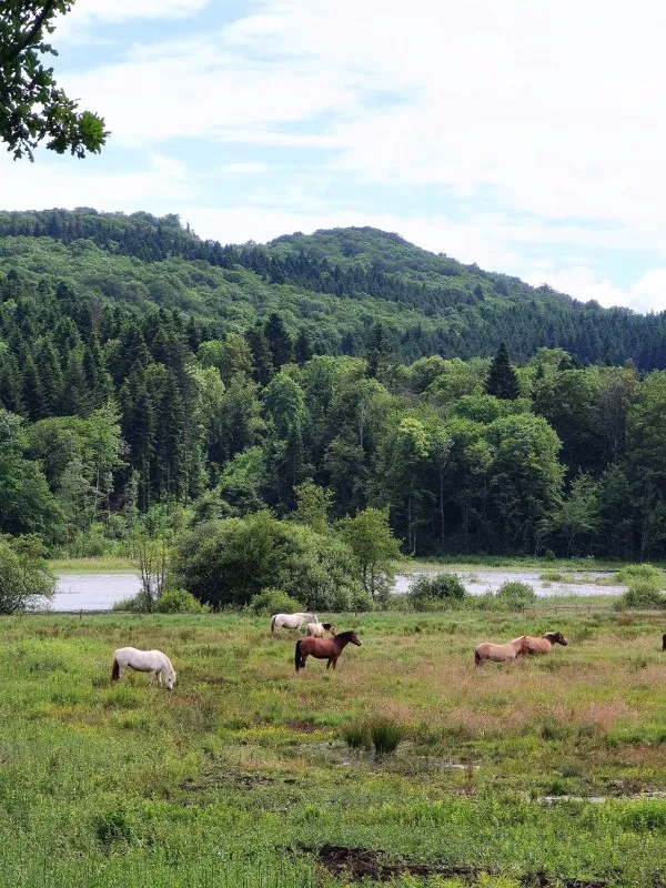 La Yourte des Paons à Valzin en Petite Montagne, photo 3