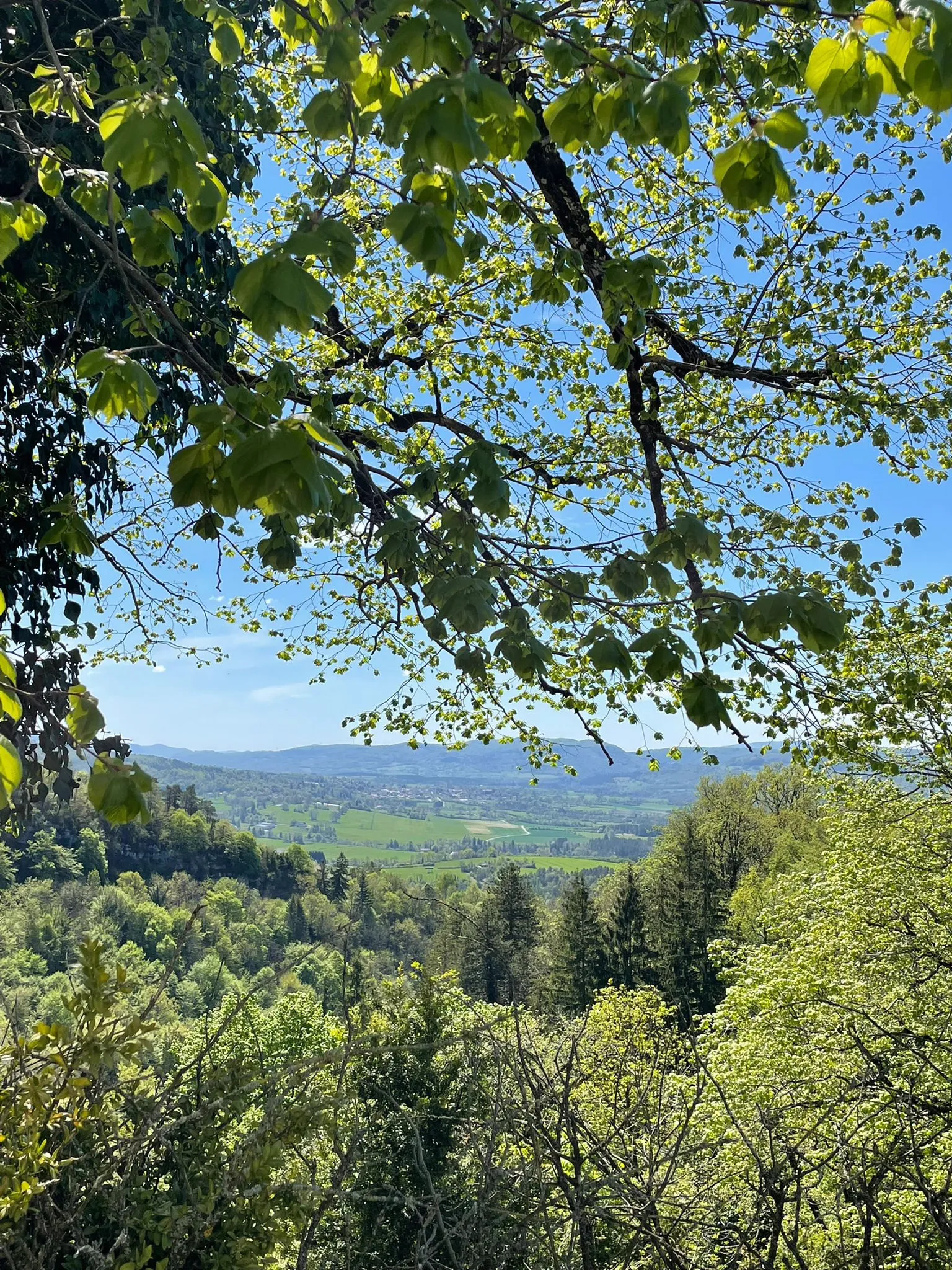 La Yourte des Paons à Valzin en Petite Montagne, photo 6