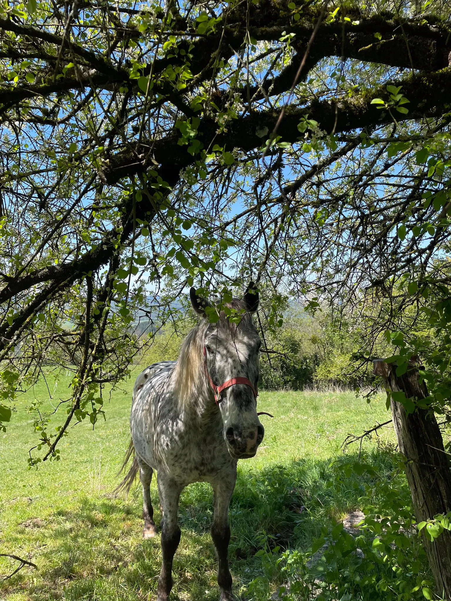 La Yourte des Paons à Valzin en Petite Montagne, photo 7
