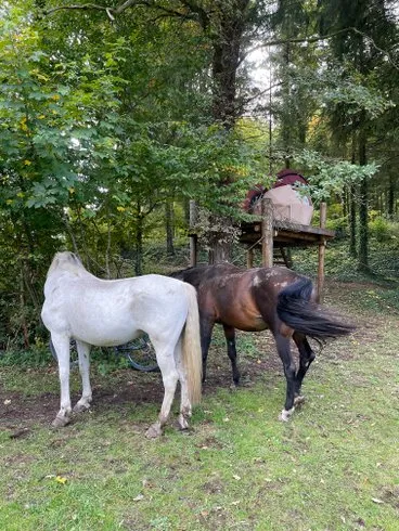 Petite Ourse à Hannonville-sous-les-Côtes, photo 7