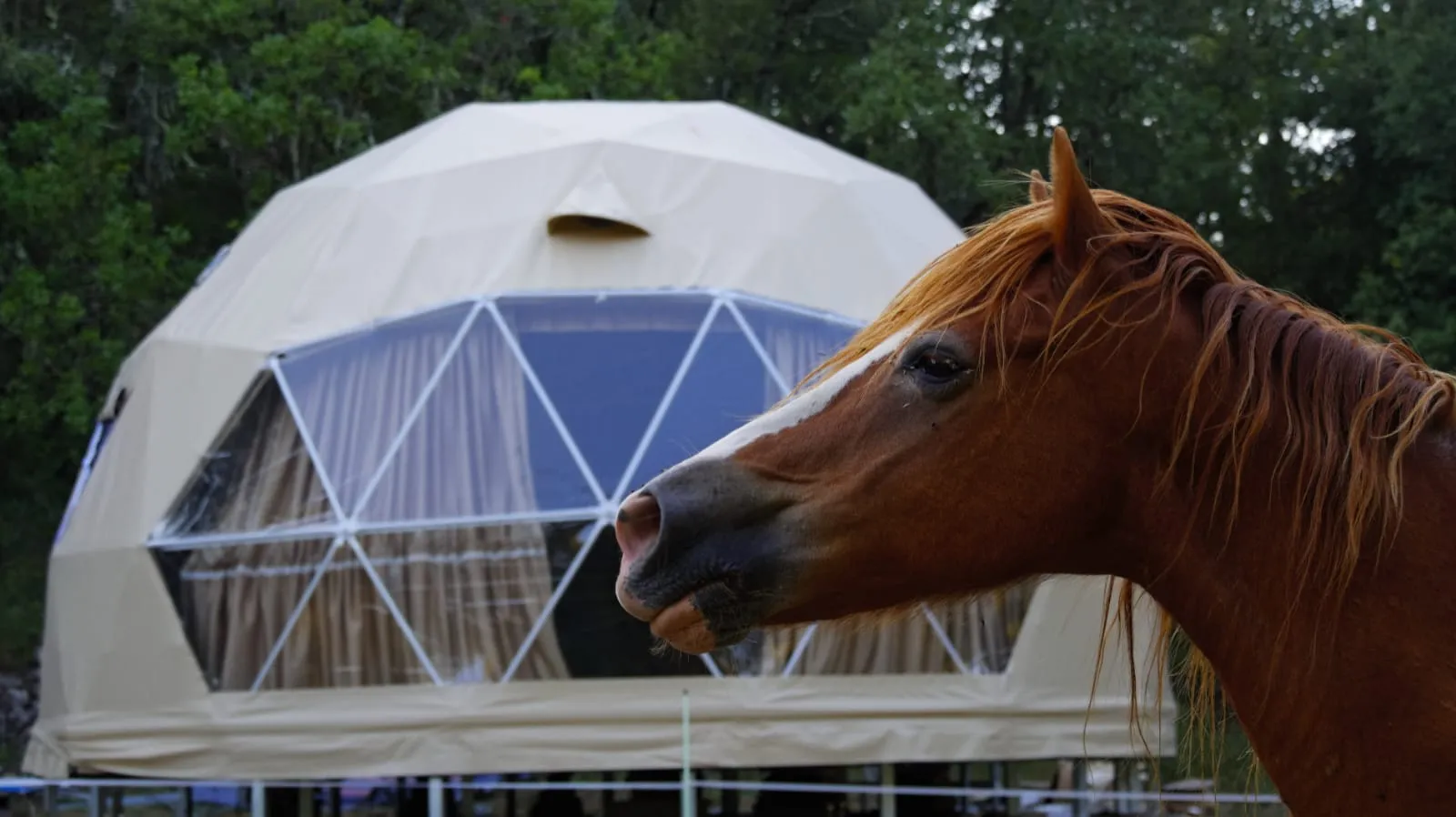 La cabane aux chevaux à Varages, photo 4