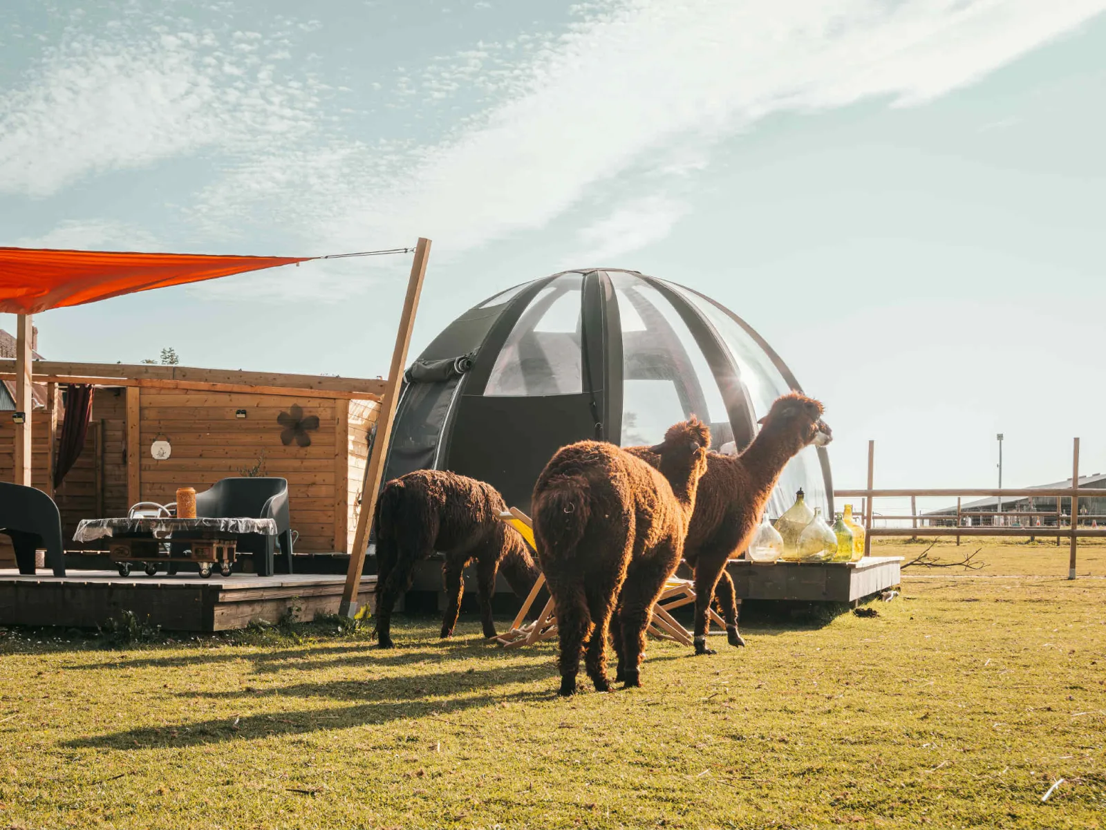 Le Wigwam des Alpagas à La Cerlangue, photo 2