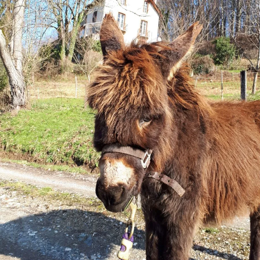 Le Perchoir des Pyrénées à Gerde, photo 7