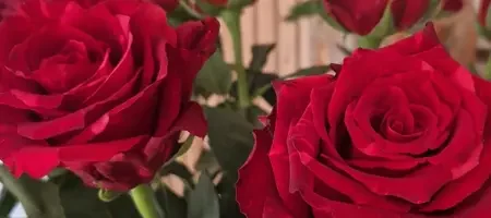 La Romantique de Baccarat à Baccarat, photo 3